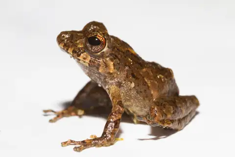 Golden-groined Robber Frog