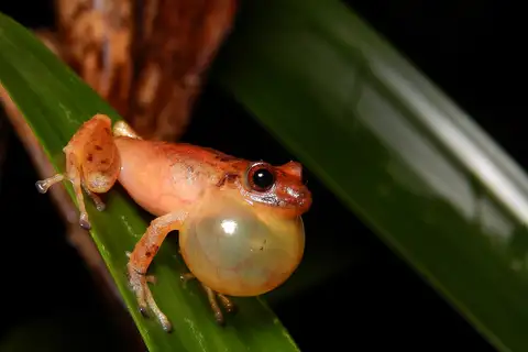 Pristimantis cryptopictus