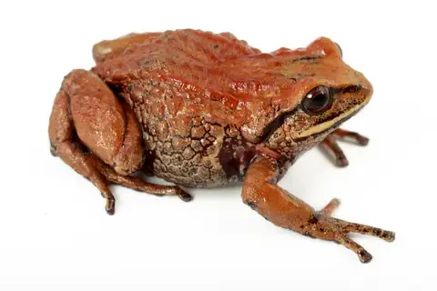 Short-footed Rainfrog