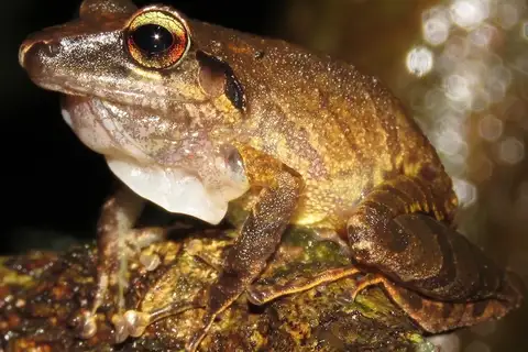 Cuzco robber frog