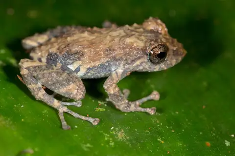Diadem Rain Frog