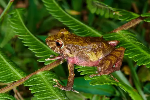 Colombian Robber Frog