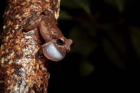 Pristimantis espedeus