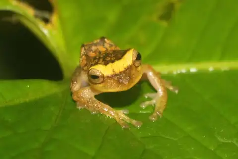 Eugenia's Rainfrog