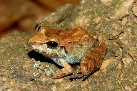 Rio Mamore Robber Frog