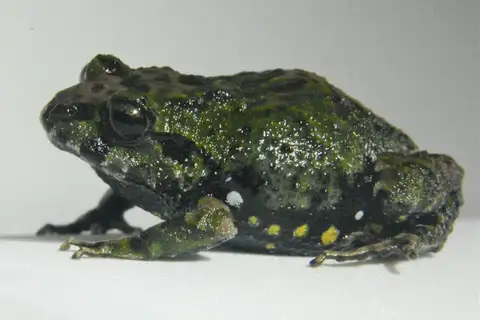 Festa's Rainfrog