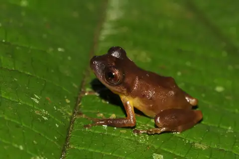 Pristimantis flavus
