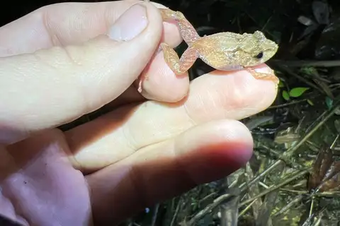 Six-toed Rainfrog