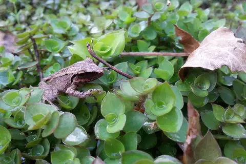 Secret Robber Frog