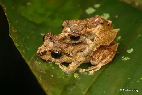 Santa Rosa Robber Frog