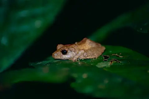New River South American Rain Frog