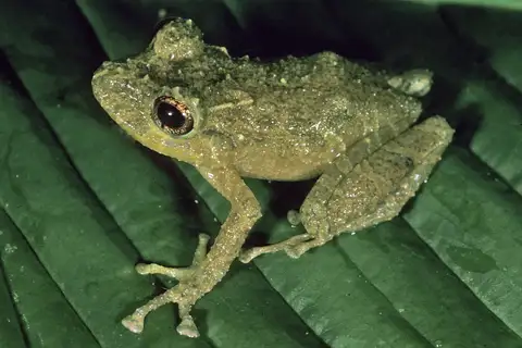 Labiated Rainfrog