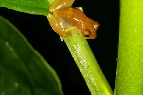 Tearful Rainfrog