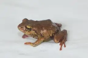 Volcano Robber Frog