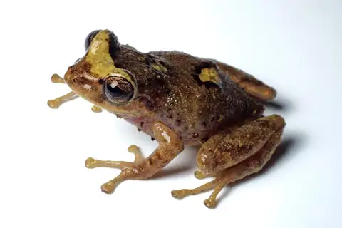 Loja Rainfrog