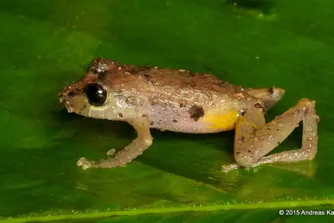 Yellow-groined Rainfrog