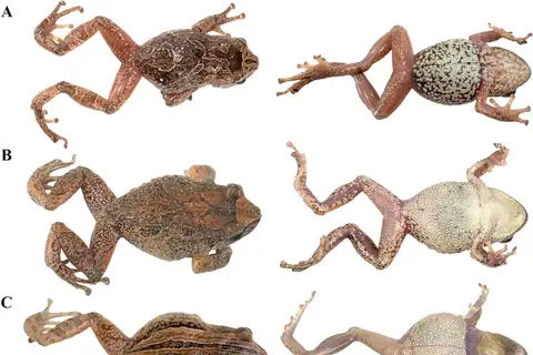 Lutz's Rainfrog