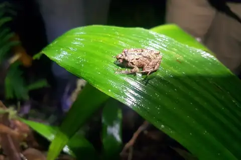 Reye's Rainfrog