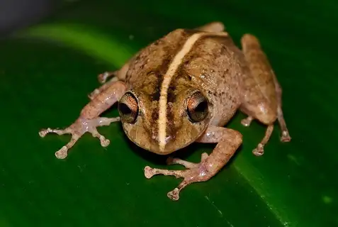 Pristimantis medemi