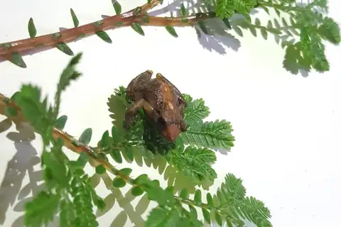 Modest Rainfrog