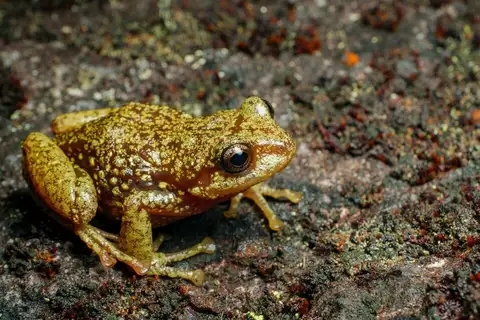 Multicolored Rainfrog