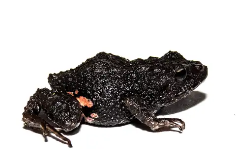 Myers' Rainfrog