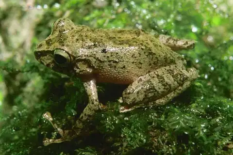 Watchful Rainfrog