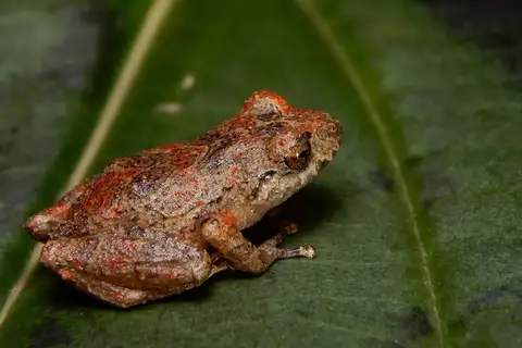 Pristimantis paisa
