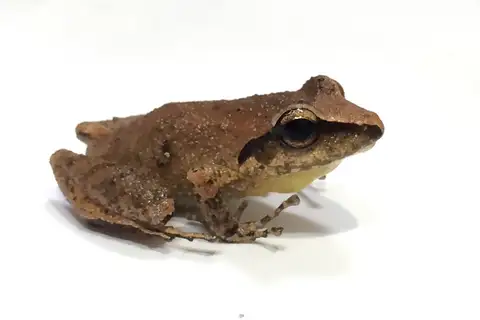 Paulo's Robber Frog