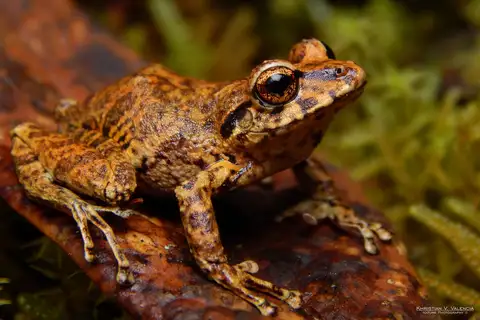 Andean Orange-thighed Frog