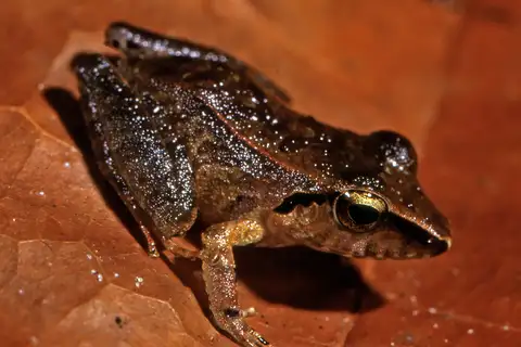 Peruvian Rain Frog
