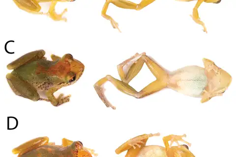 Peters' Robber Frog