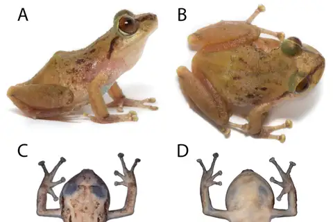 James Peters' Rainfrog