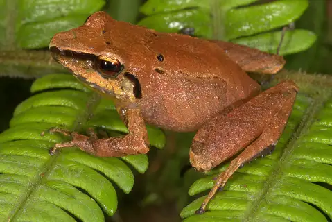 Ravine Robber Frog