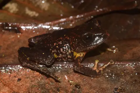 Pristimantis piceus