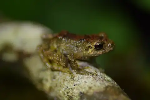 Flat-fingered Robber Frog