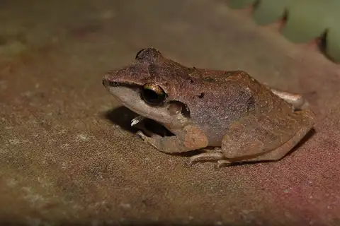 Paraiba Robber Frog