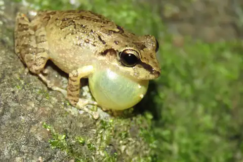 Pristimantis relictus
