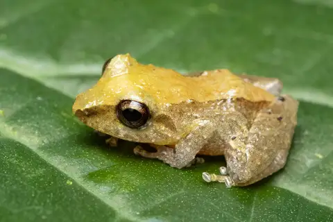 Pygmy Rain Frog