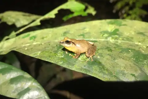 Pyburn's Robber Frog