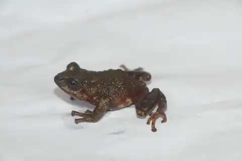 Albania Robber Frog