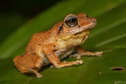 Banded Rain Frog