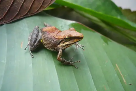 Pachitea Robber Frog