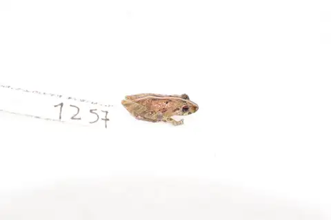 Rough-eyelid Rainfrog
