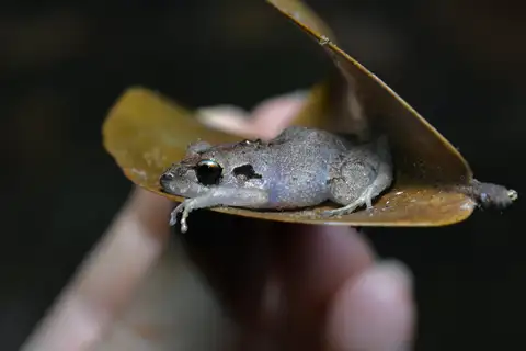 Lesser Antilles Robber Frog