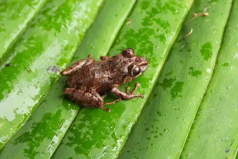 Bashful Rainfrog