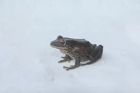 W Rainfrog