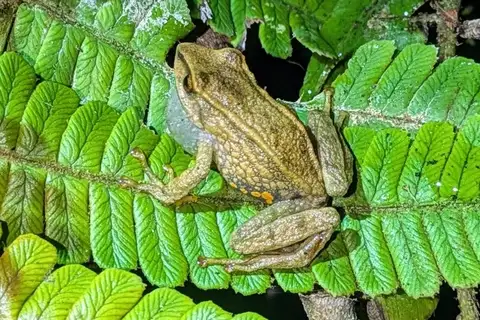 Pristimantis wagteri