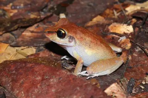 Sipaliwini Robber Frog