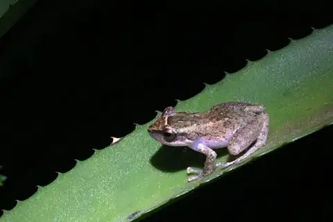 Zimmerman's Robber Frog